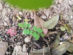 Phyllanthus tenellus