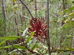 Knightia excelsa