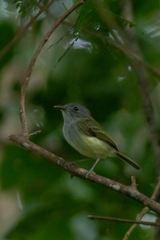 Oncostoma cinereigulare