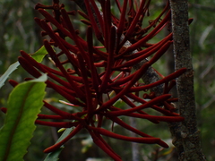 Knightia excelsa