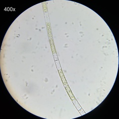 Charophyta