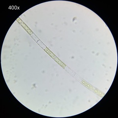 Charophyta