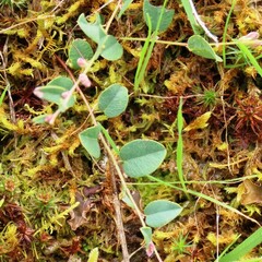 Bossiaea prostrata