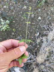 Carlowrightia arizonica