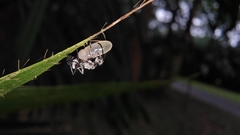 Myrmhopla