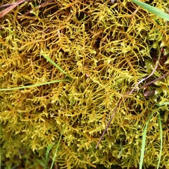 Thuidiopsis