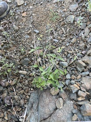 Carlowrightia arizonica
