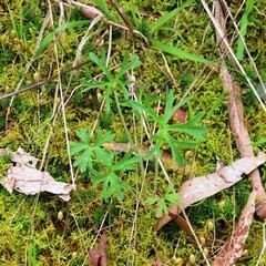 Geranium retrorsum