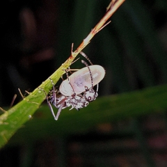 Myrmhopla