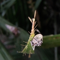 Myrmhopla