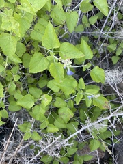Salvia cedrosensis