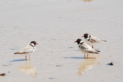 Thinornis cucullatus