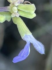Salvia cedrosensis