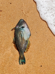 Meuschenia hippocrepis