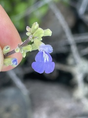 Salvia cedrosensis