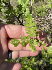 Pachycormus discolor