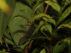 Hemiphyllodactylus typus