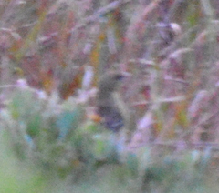Ploceus velatus