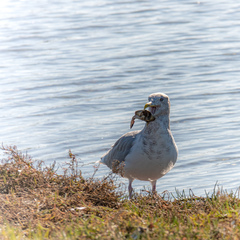 Larus glaucescens