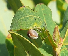 Australomisidia pilula