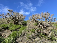 Pachycormus discolor