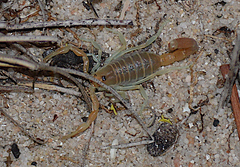 Parabuthus capensis
