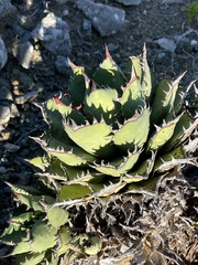 Agave margaritae