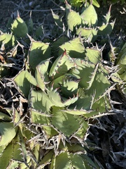Agave margaritae