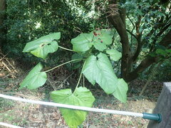 Clerodendrum japonicum