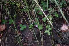 Trifolium amabile