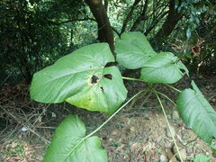 Clerodendrum japonicum