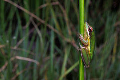 Litoria olongburensis