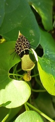 Aristolochia taliscana