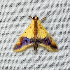 Tetracona pictalis