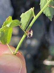 Ayenia compacta