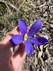 Cheiranthera alternifolia