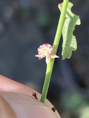 Ayenia compacta