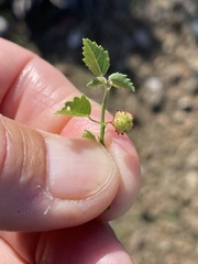 Ayenia compacta