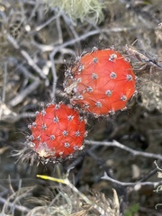 Peniocereus striatus