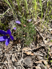 Cheiranthera alternifolia