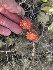 Peniocereus striatus