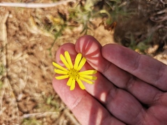 Osteospermum scariosum