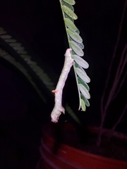 Psamatodes abydata