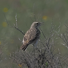 Anthus australis