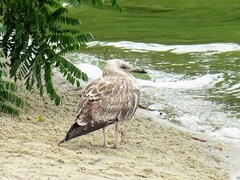 Larus fuscus