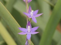 Thelymitra graminea