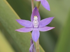Thelymitra graminea