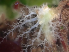 Eupentacta quinquesemita