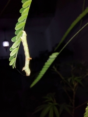 Psamatodes abydata