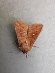 Mythimna albipuncta